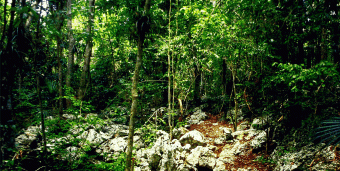 Natural Cuba