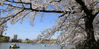 Japan Explorer