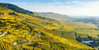 Wines of Eastern France