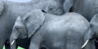 The Elephant Trails