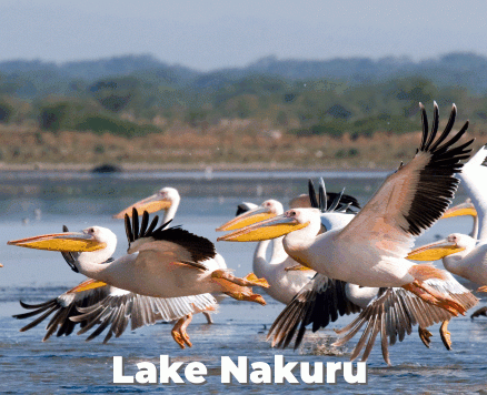 Best of Kenya