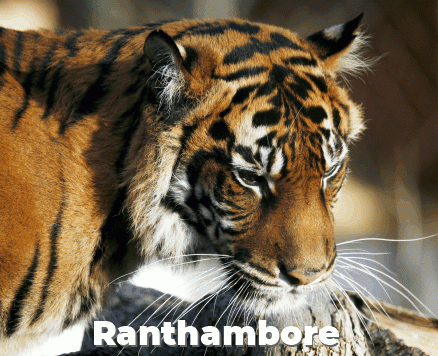 Big Cat Safari