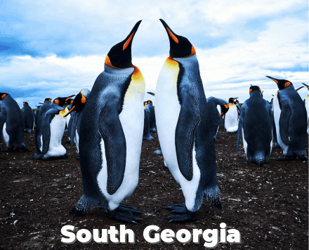 Falklands & South Georgia