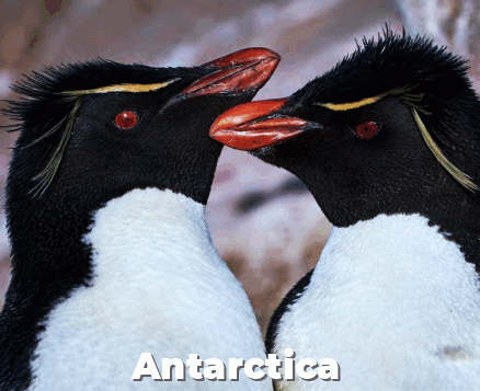 Falklands, South Georgia & Antarctica