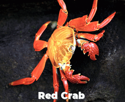 Galapagos Luxury Journey