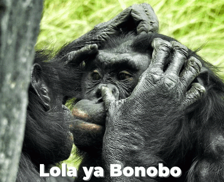 Kinshasa Bonobos Encounter