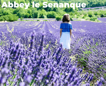 Romance in Provence