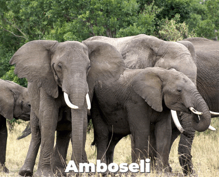 The Elephant Trails Safari
