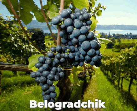 Wines of Bulgaria